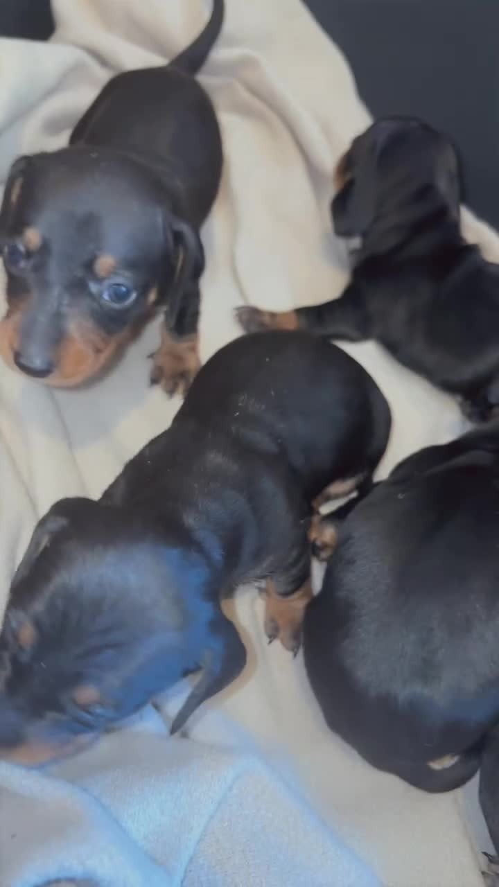 Miniature Dachshund dogs for sale: 6 smooth haired miniature dachshunds! - Video 2