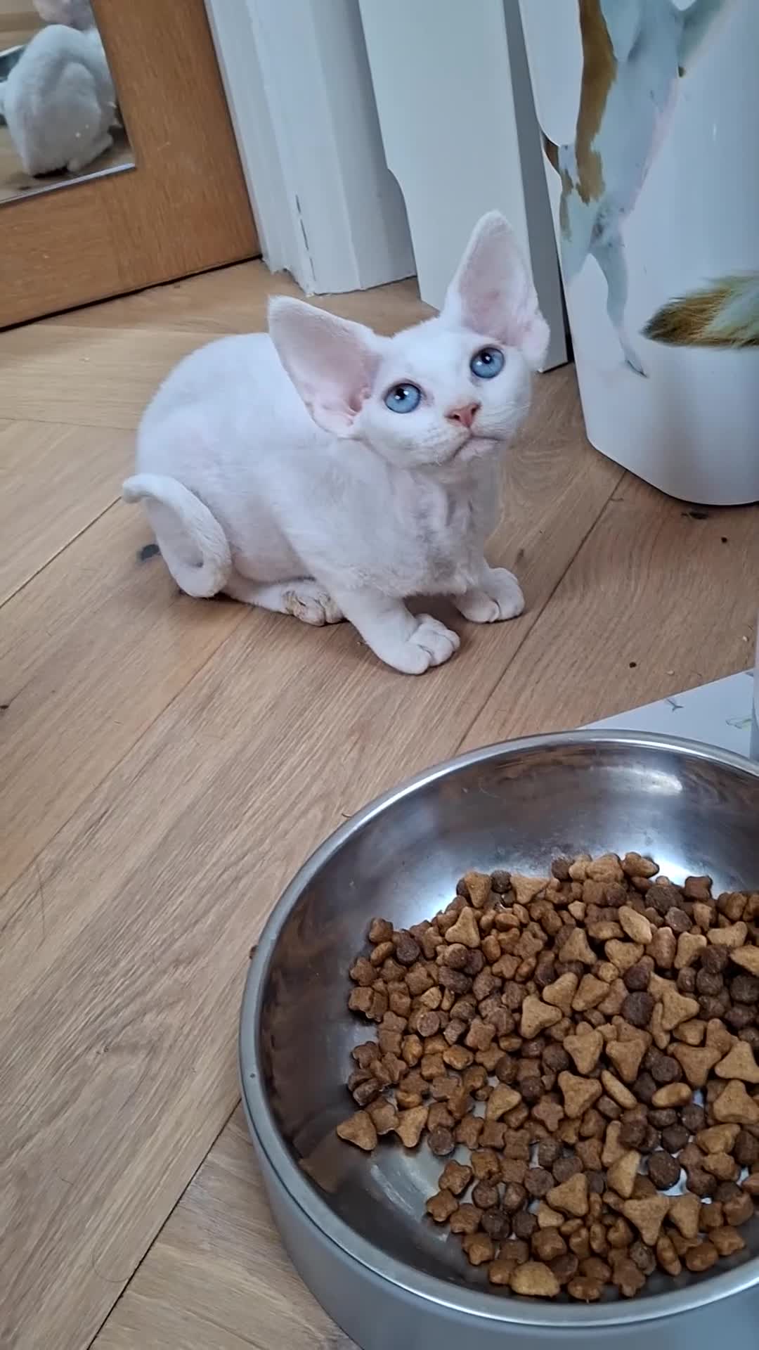 Devon Rex cats for sale:  FIFE registered Devon Rex – Spayed! Ready Now - Video 2