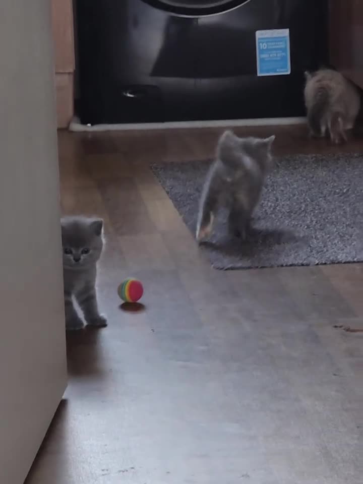 British Shorthair cats for sale: BSH Blue Kittens  - Video 4