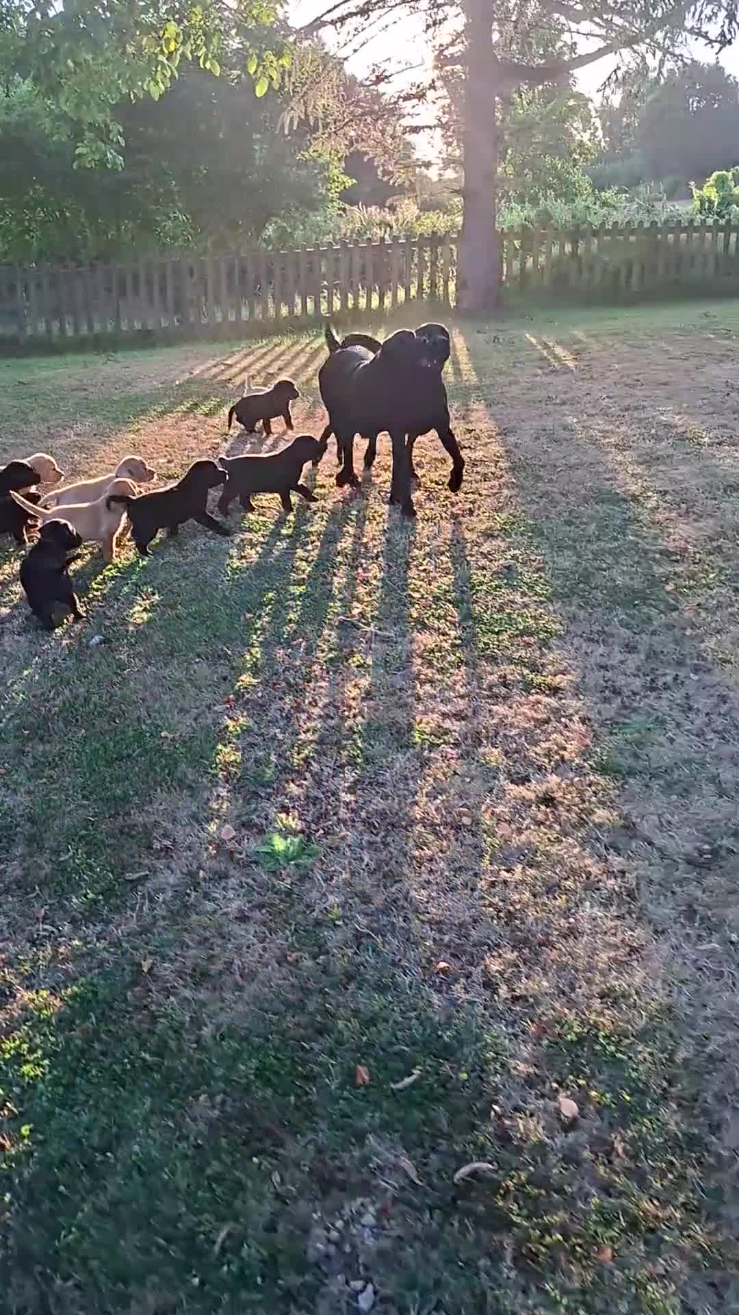 Labrador Retriever dogs for sale: Stunnning KC registered puppies. Ready to leave. - Video 3