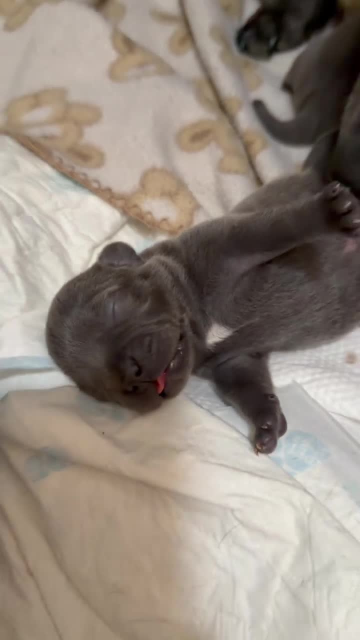 Staffordshire Bull Terrier dogs for sale: KC Registered Staffordshire Bull Terrier Puppies - Video 1