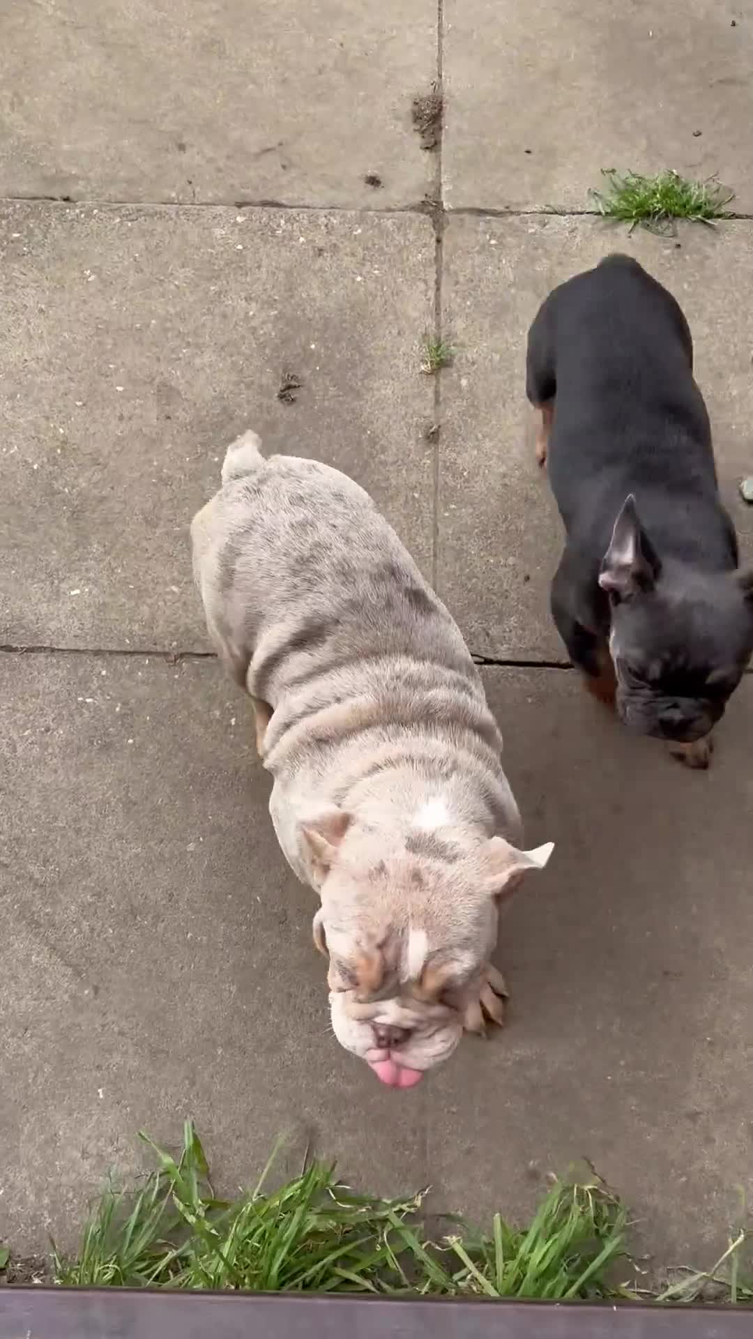 English Bulldog dogs for sale: amazing beautiful 😍 1 girl left  - Video 1