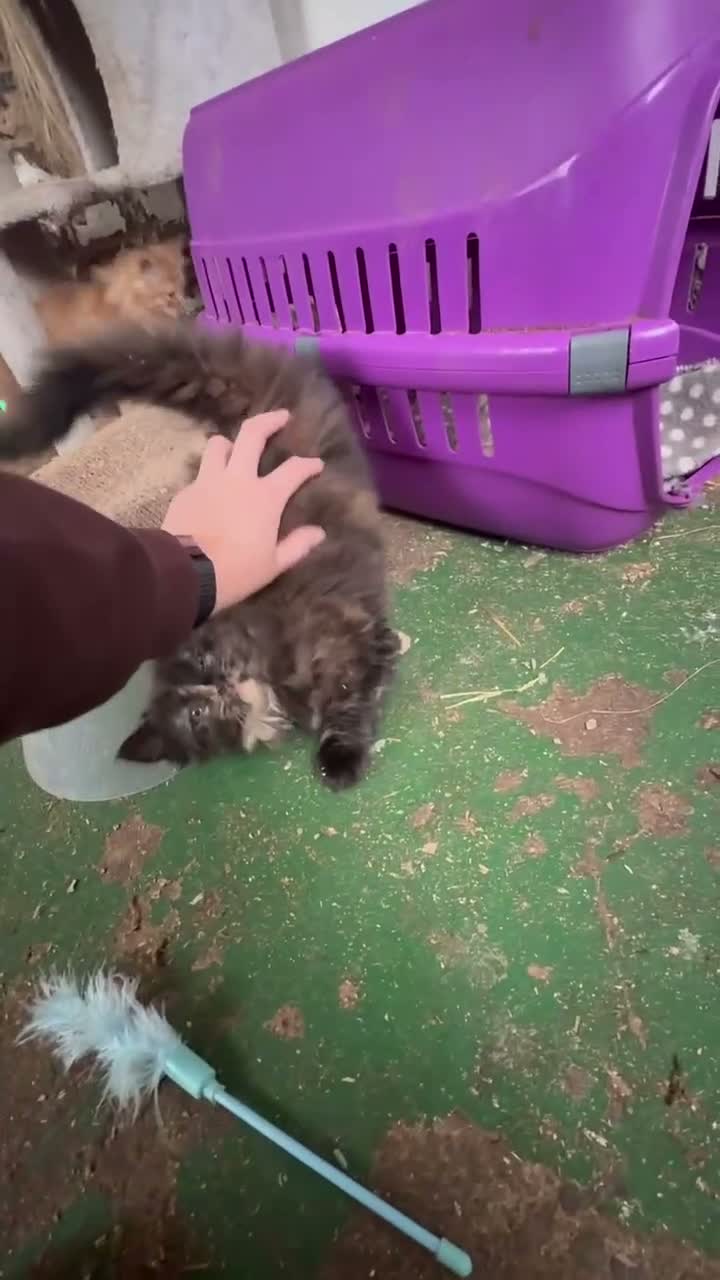 Mixed Breed cats for sale: 2 kittens looking for forever home - Video 1