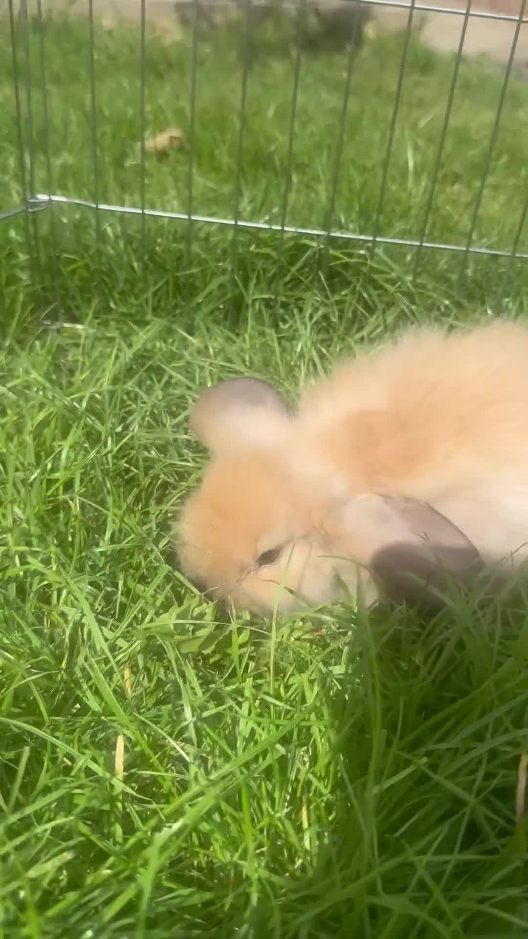 Mini Lop rabbits for sale: Ready to go! Beautiful mini lop rabbit - Video 2