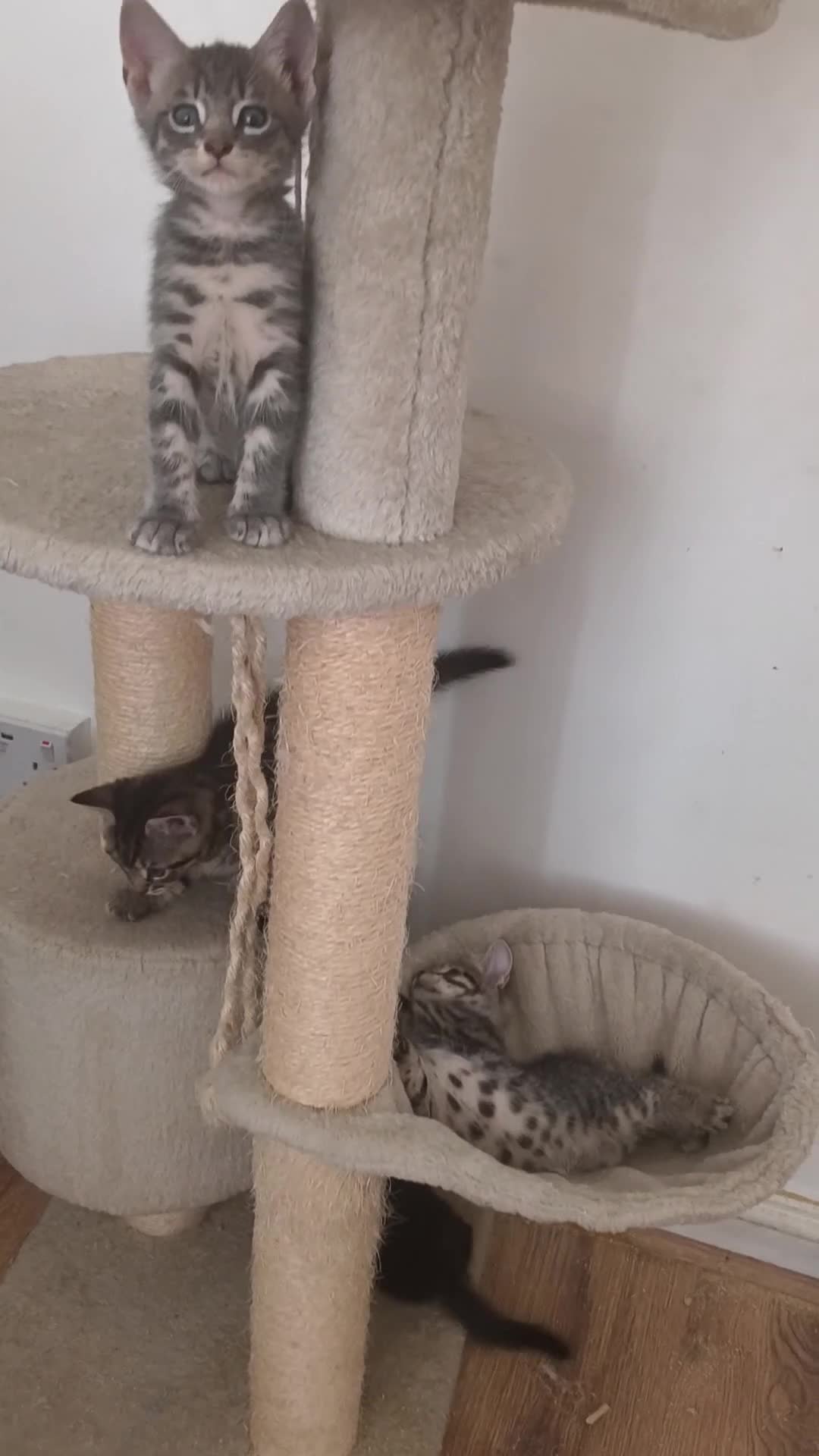 Mixed Breed cats for sale: Maine coone/ Bengal/ Russian white cross kittens - Video 3
