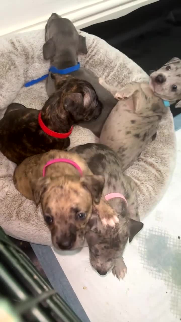 Mixed Breed dogs for sale: French bulldog mix  - Video 4