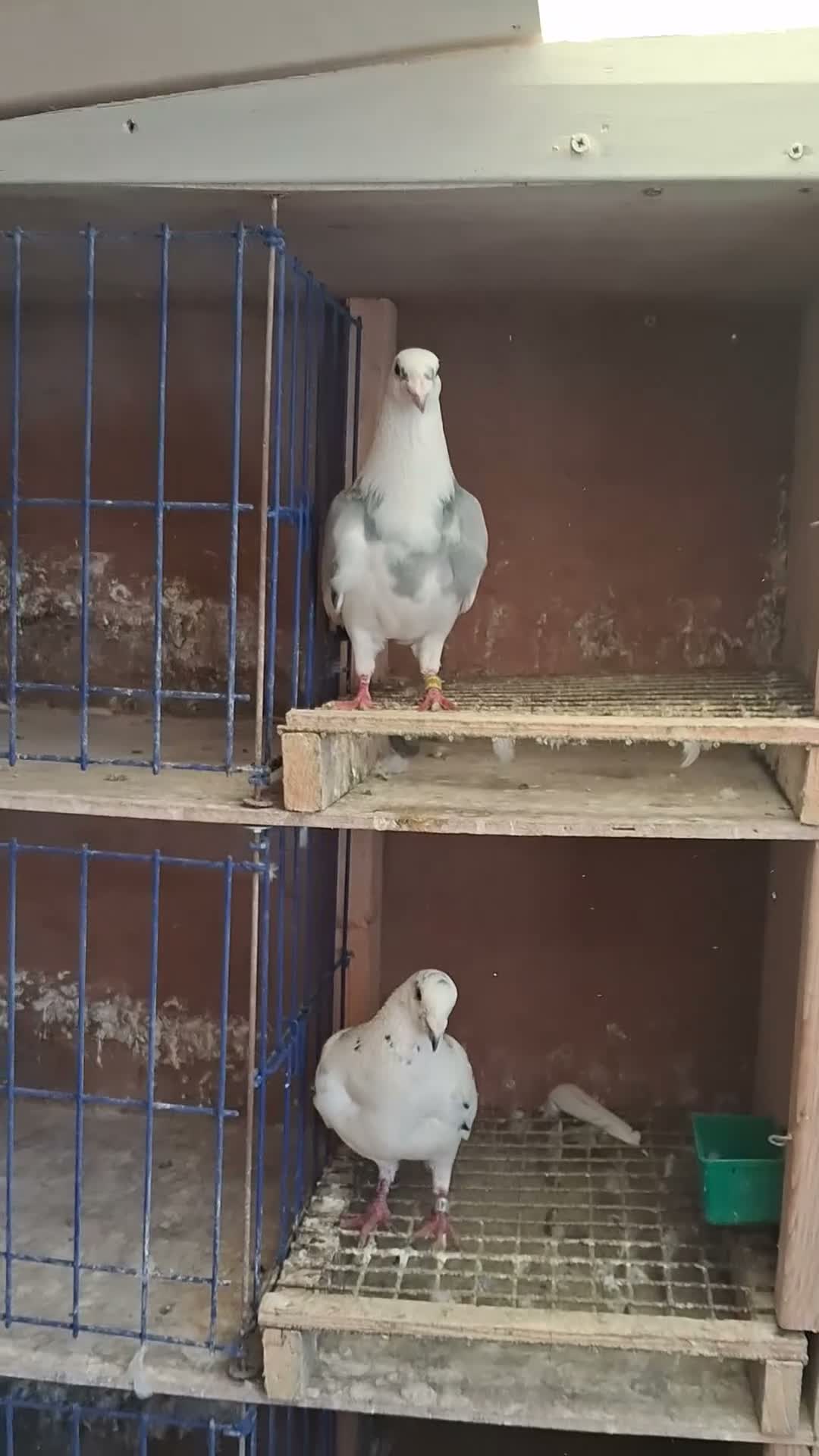 Pigeons birds for sale: Racing pigeons for sale  in Rowley Regis - Video 1