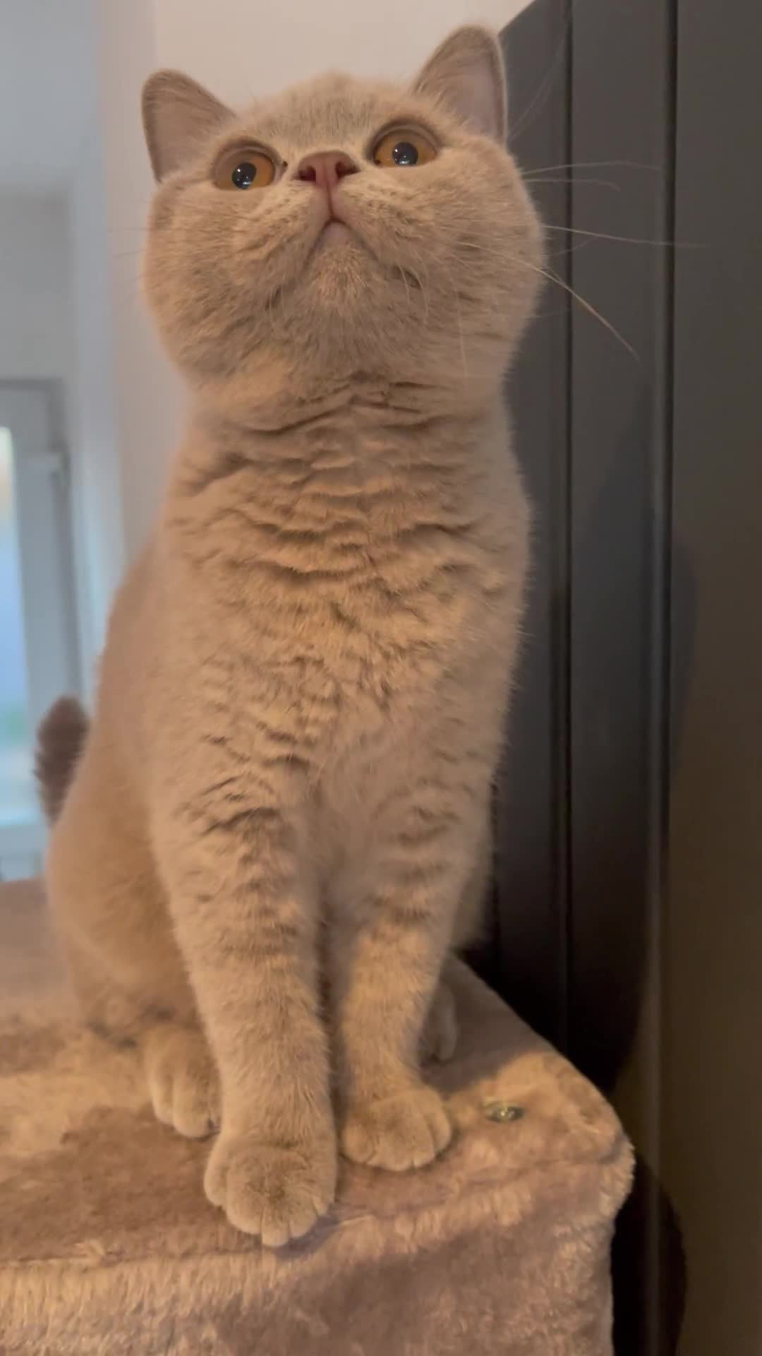 British Shorthair cats for sale: LILAC BRITISH SHORTHAIR FEMALE  GCCF ACTIVE - Video 1