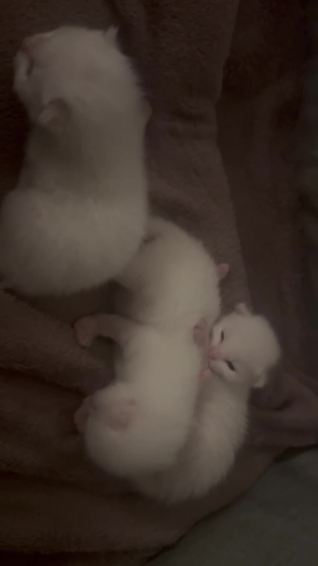 Ragdoll cats for sale: Flame-Tipped Ragdoll Kittens - Video 1