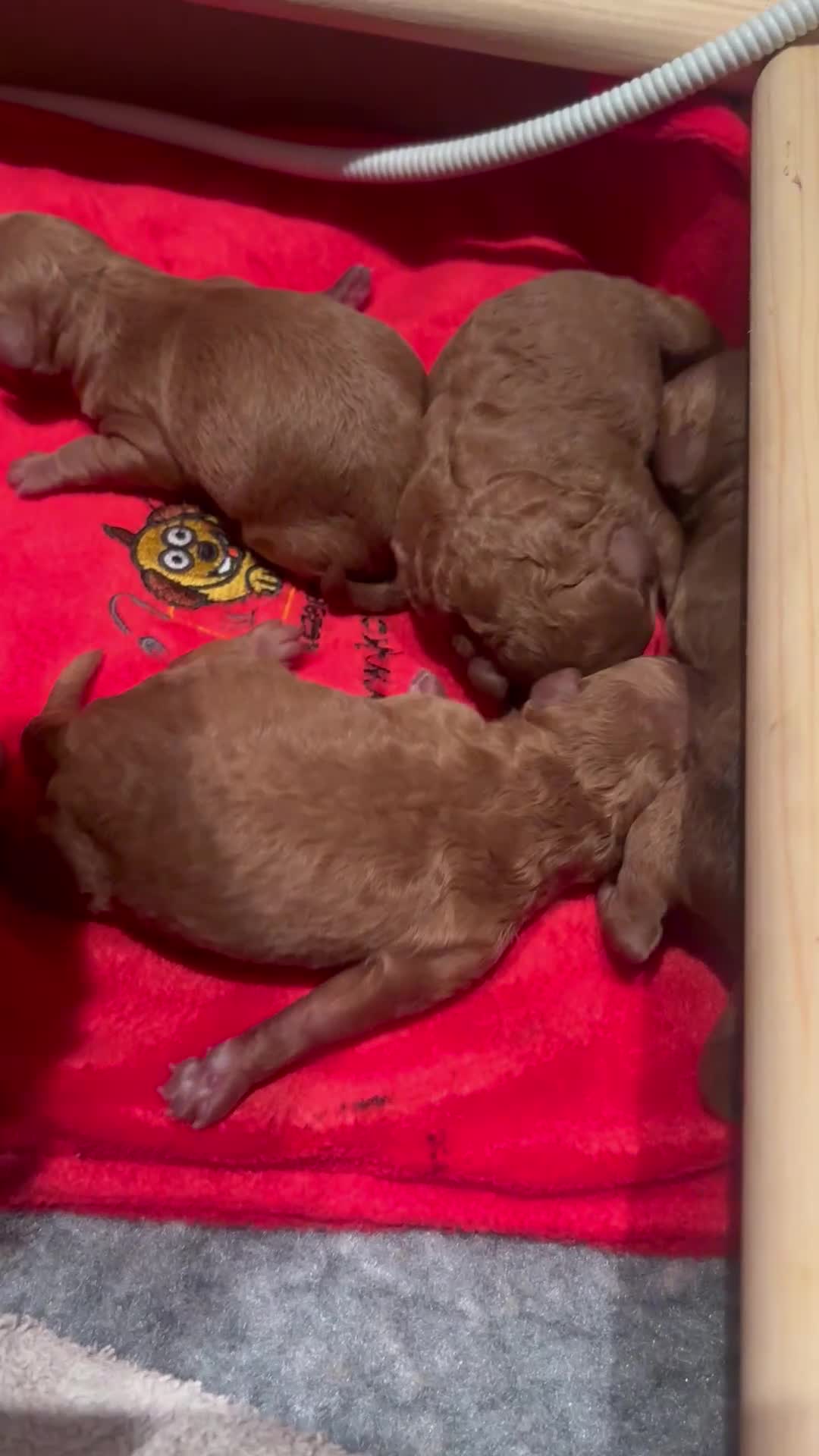 Miniature Poodle dogs for sale: KC Registered red miniature poodles  - Video 2