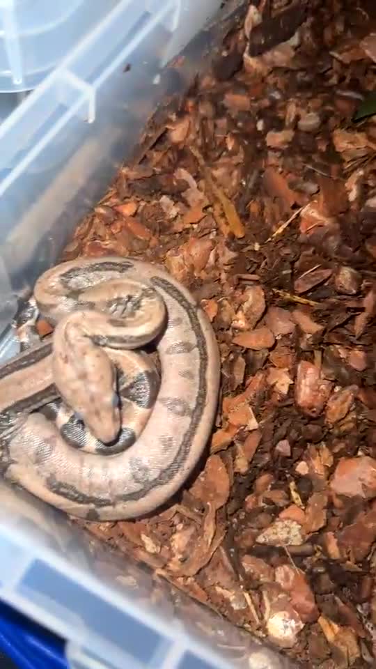 Boa Snake reptiles for sale: Baby Boas - Video 1