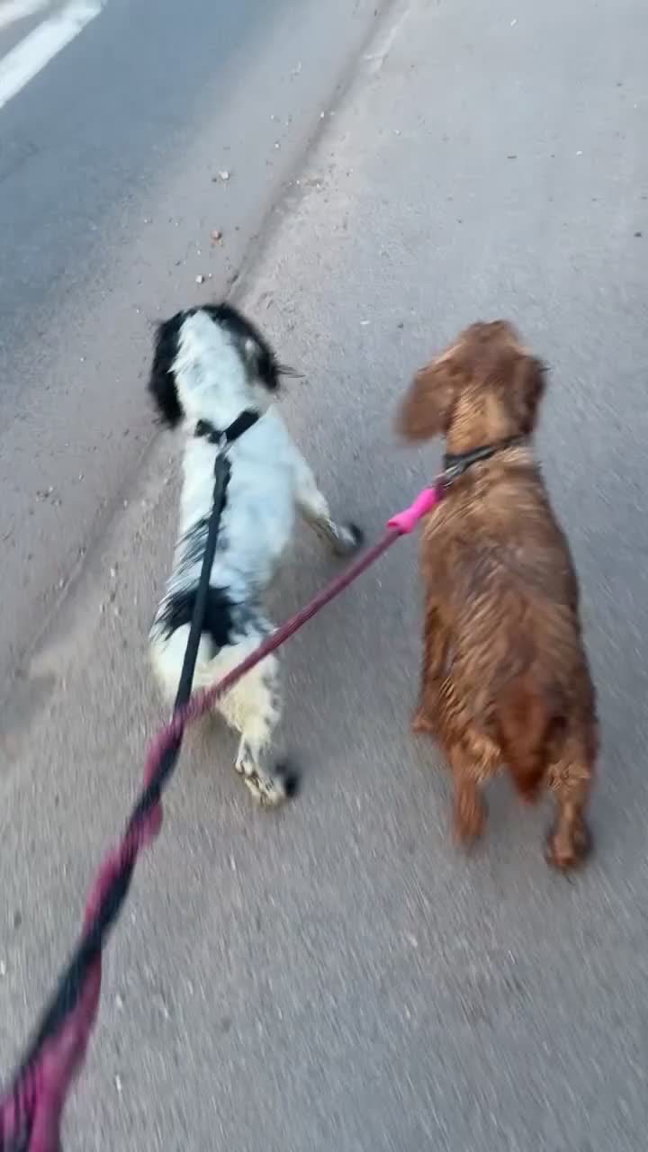 Cocker Spaniel dogs for sale: Worker cocker spaniel puppies for sale  - Video 2