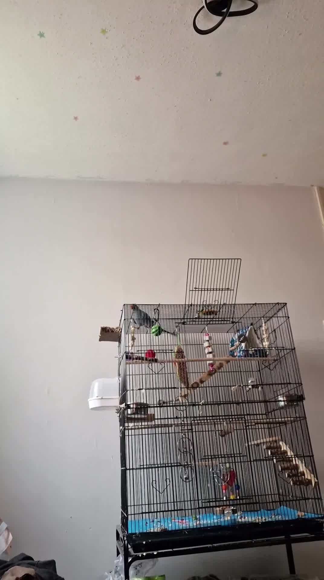 Ringnecks birds for sale: Blue Female Indian Ringneck with cage & much more. - Video 4