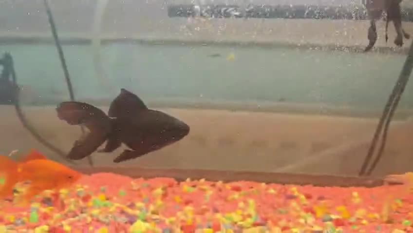 Goldfish fish for sale: Goldfish , Veiltail , Fancy, Telescope black in Glasgow - Video 2