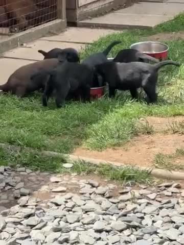 Labrador Retriever dogs for sale: Stunning KC Labradors. Crufts winning Stud dog - Video 2