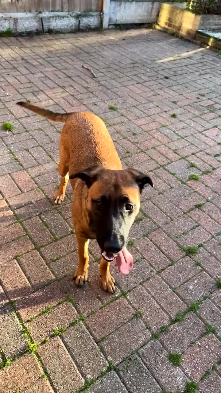 Mixed Breed dogs for sale: URGENT REHOME. Beautiful 6 month Belgian malinois  - Video 2