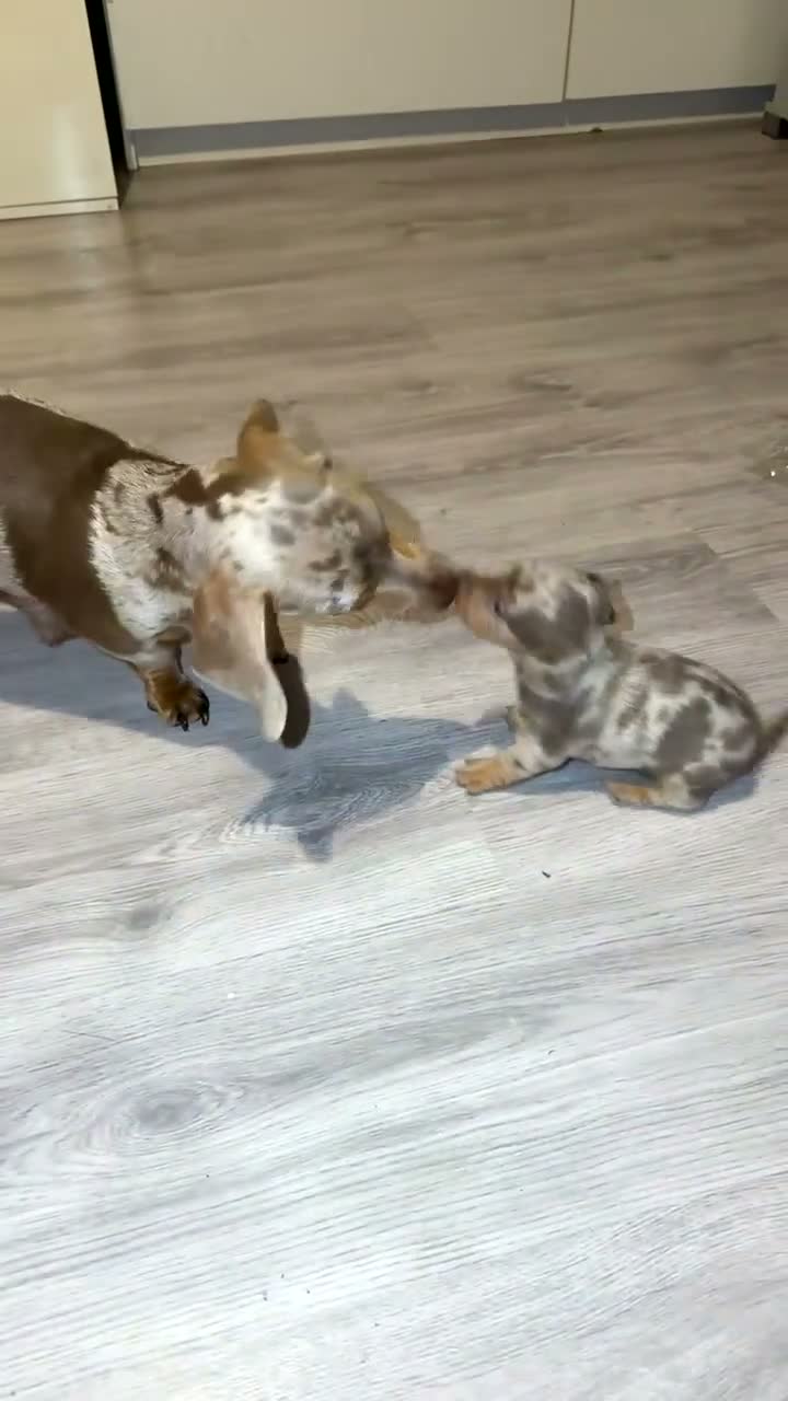 Miniature Dachshund dogs for sale: TINY MINI DACHSHUND PUPS - Video 2