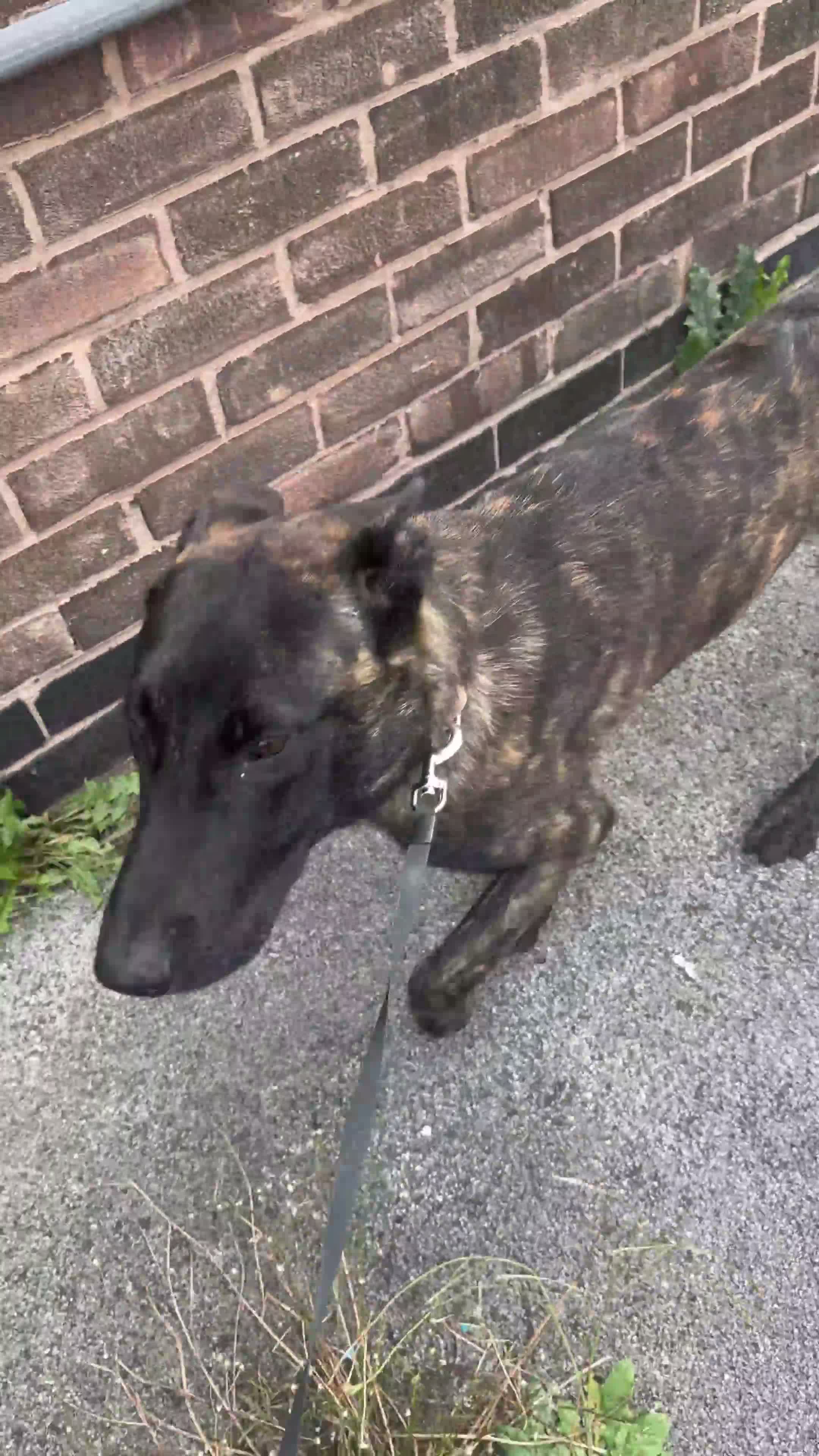 Belgian Shepherd Dog dogs for sale: 8 month old Dutch Herder - Video 1
