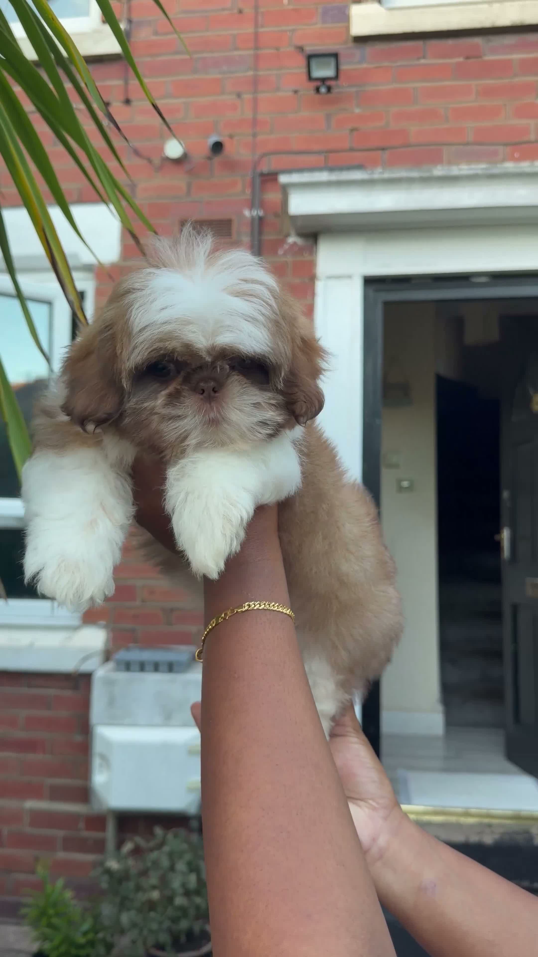 Shih Tzu dogs for sale: Highly Pedigreed (Pink Nose) Shih Tzu Puppies - Video 3