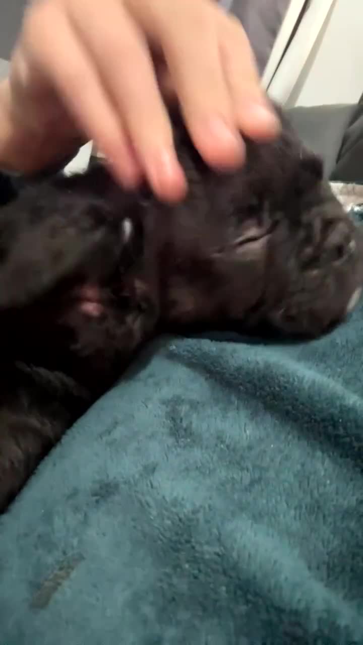 French Bulldog dogs for sale: Fluffy C2 curly french bulldog - Video 1