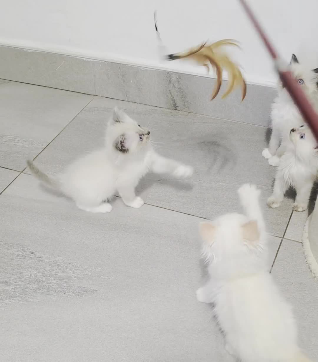 Ragdoll cats for sale: ragdoll kittens 😸  - Video 3
