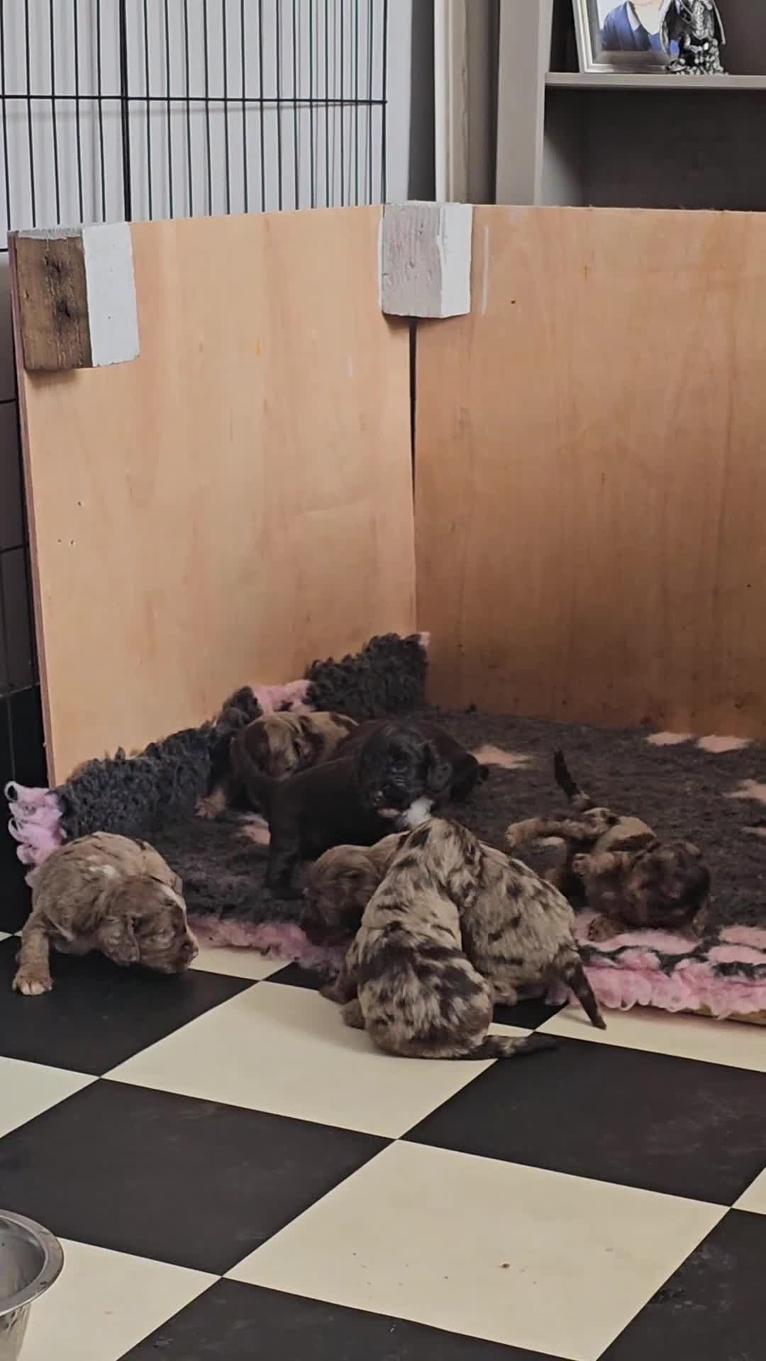 Cockapoo dogs for sale: Stunning litter of merle cockapoo ready to leave  - Video 1