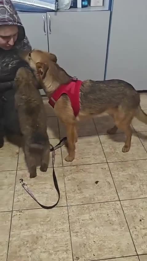Mixed Breed dogs for adoption: ❤️🐶 MALTA – EASY TO LOVE, EASY TO LIVE WITH in Burton-on-Trent - Video 1