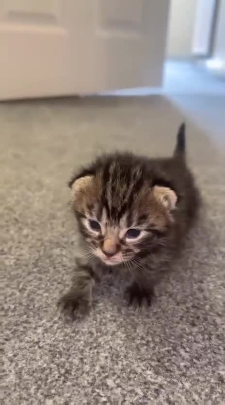 Bengal cats for sale: Bengal , tabby kittens  in Ilford - Video 1