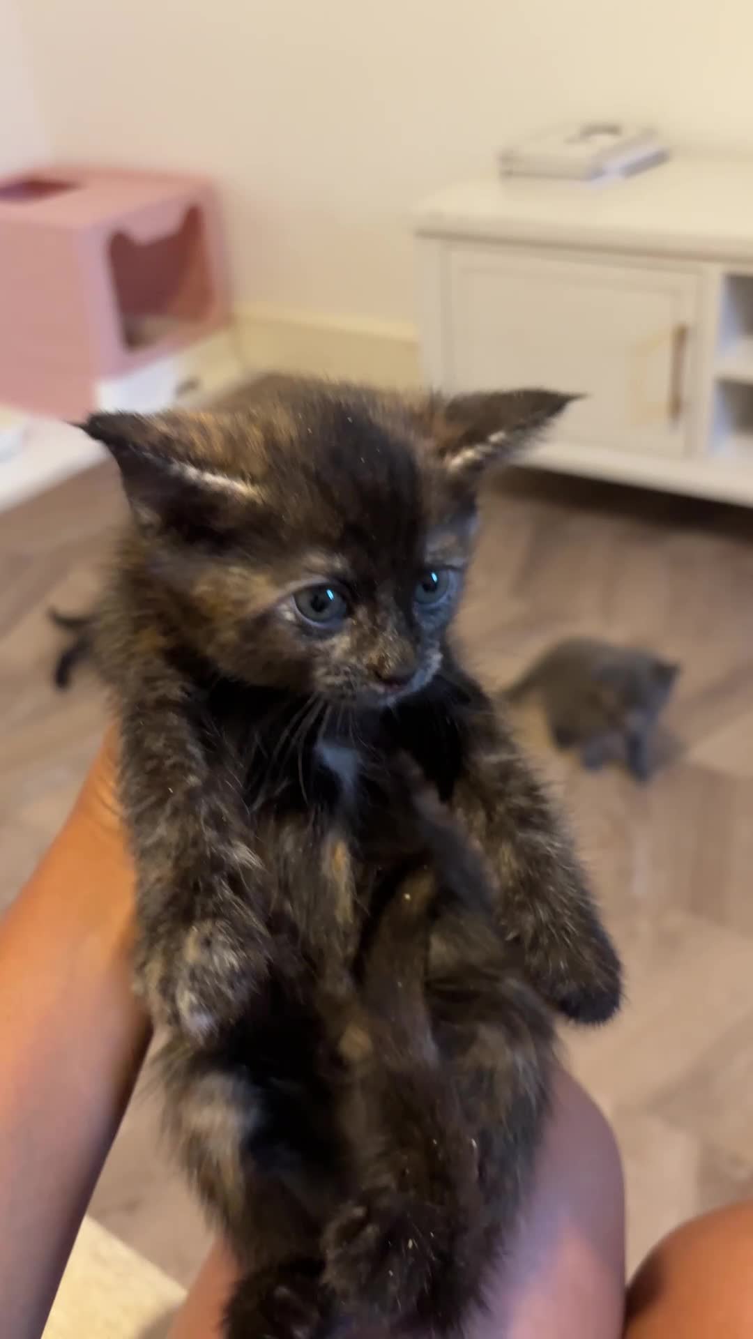Munchkin cats for sale: RARE BLUE SHORTHAIRED SPOTTED MUNCHKIN BOY  - Video 2