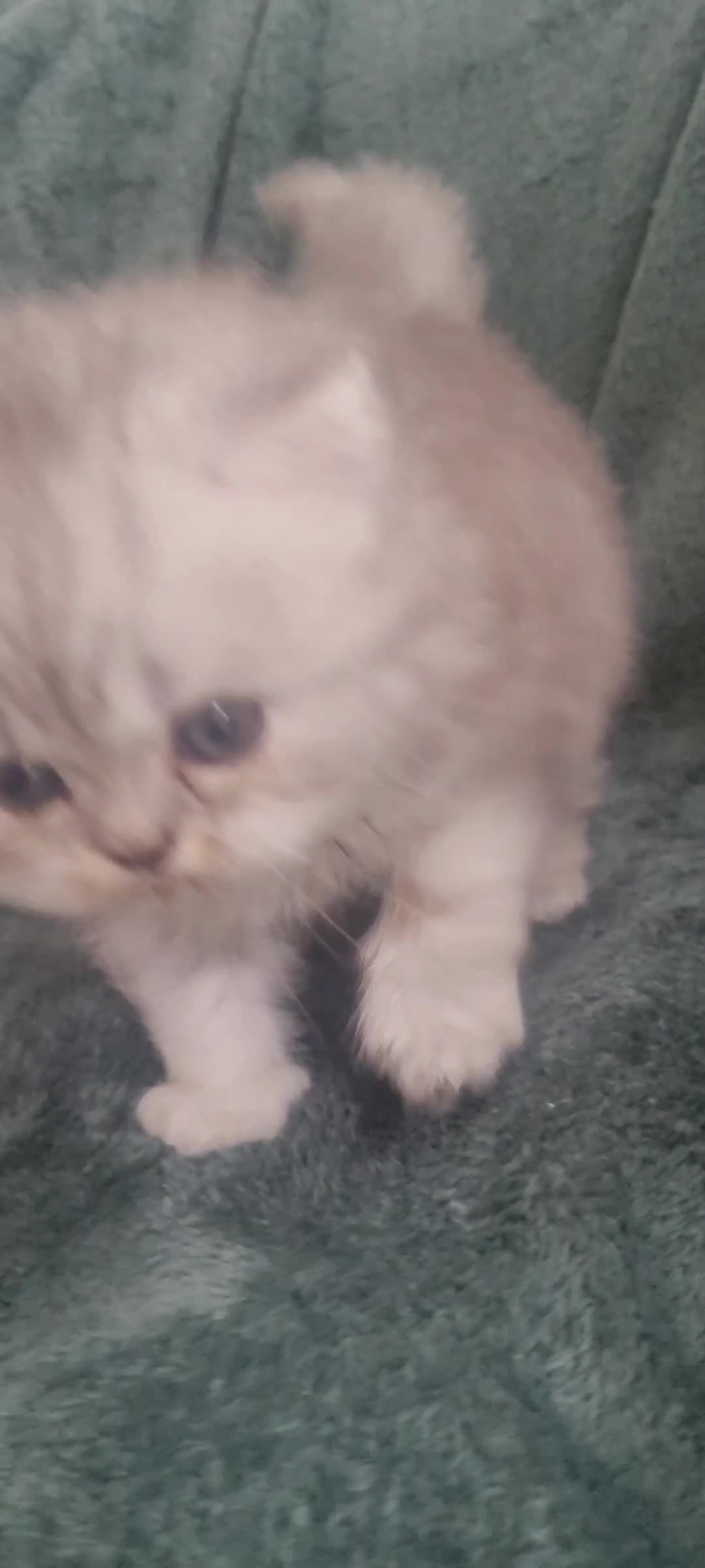 Persian cats for sale: BEAUTIFUL PERSIAN KITTEN GIRL DOLLFACE FOR SALE - Video 1