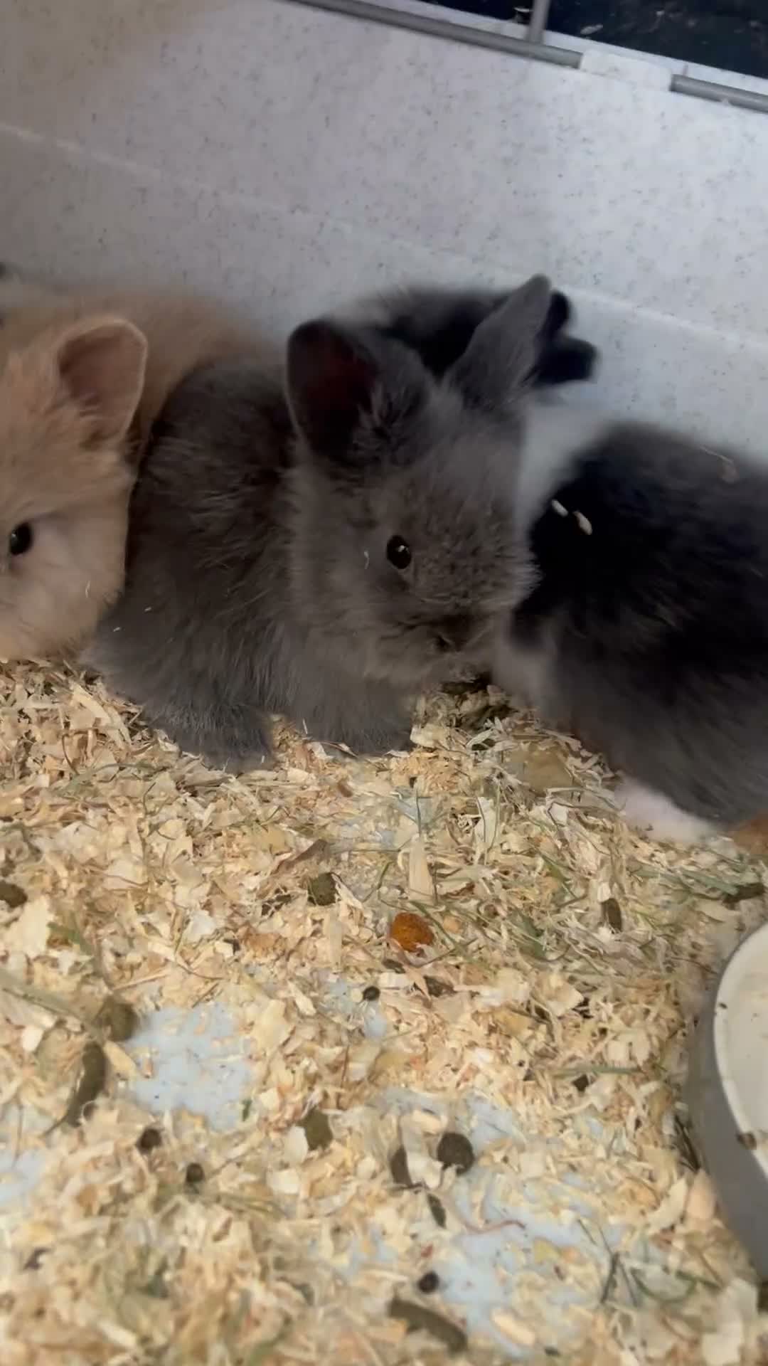 Lionhead rabbits for sale: Beautiful Double Lionhead Baby Rabbits  - Video 1