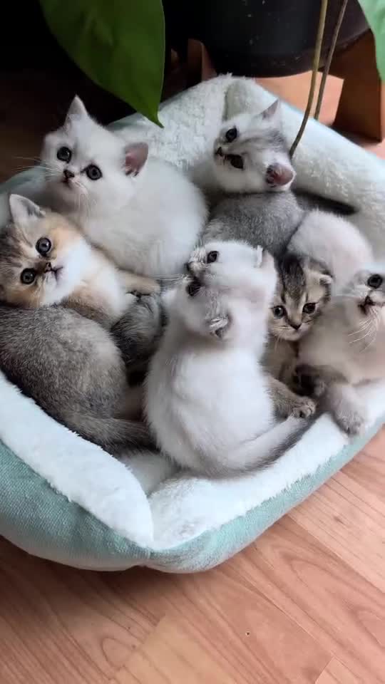 Scottish Fold cats for sale: Scottish fold / chinchilla  - Video 1
