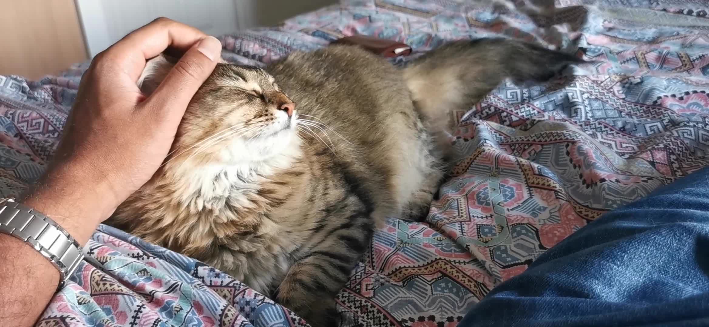 Mixed Breed cats for sale: Loving Maine Coon Mix Needs a New Home - Video 1
