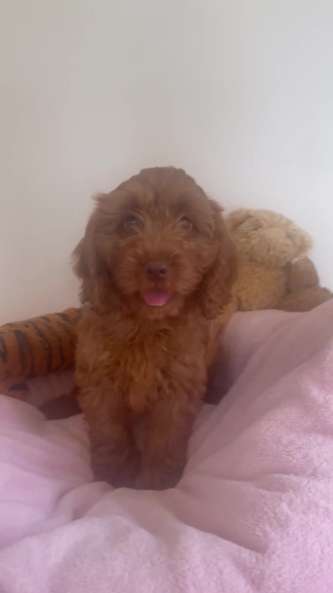 Cockapoo dogs for sale: F1 MINIATURE COCKAPOOS DNA HEALTH TESTED PARENTS  in Saint Asaph - Video 1