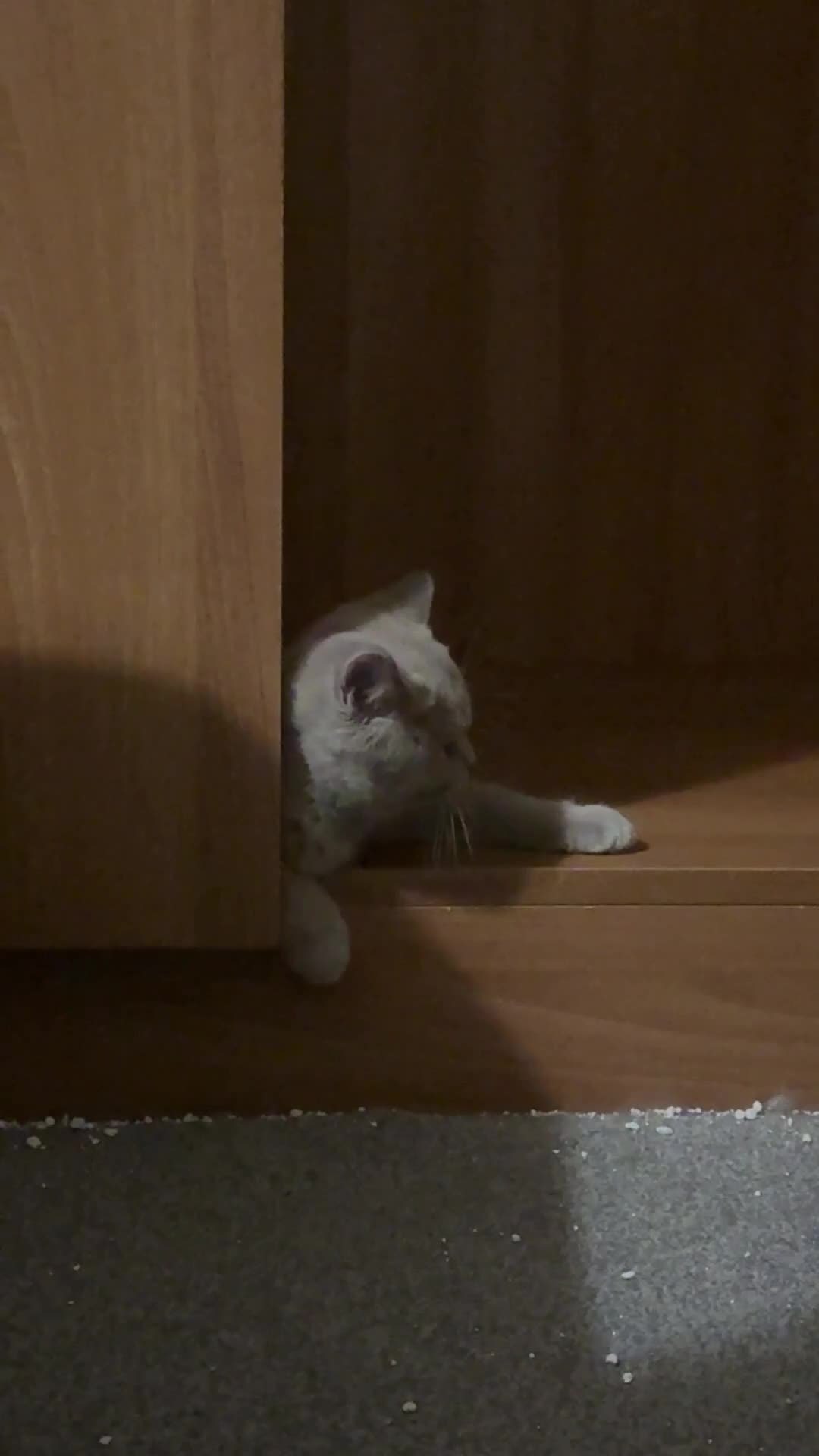 British Shorthair cats for sale: Two shorthair Girls lilac and blue - Video 2