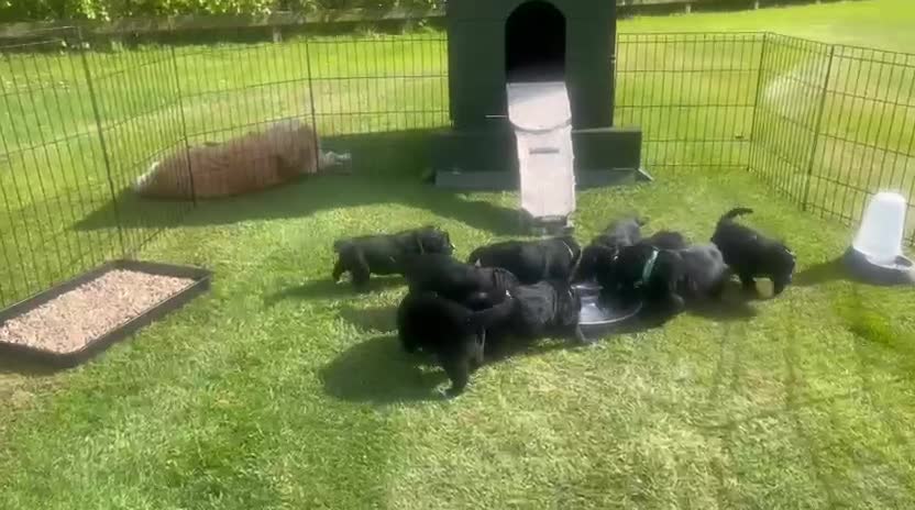 Mixed Breed dogs for sale: Golden Mountain Dog Puppies - Video 2