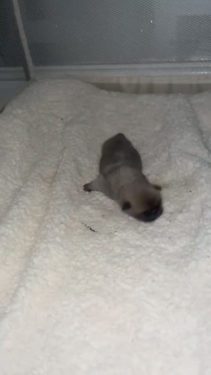 Frug dogs for sale: 4 boys 3 girl frug puppies  - Video 1