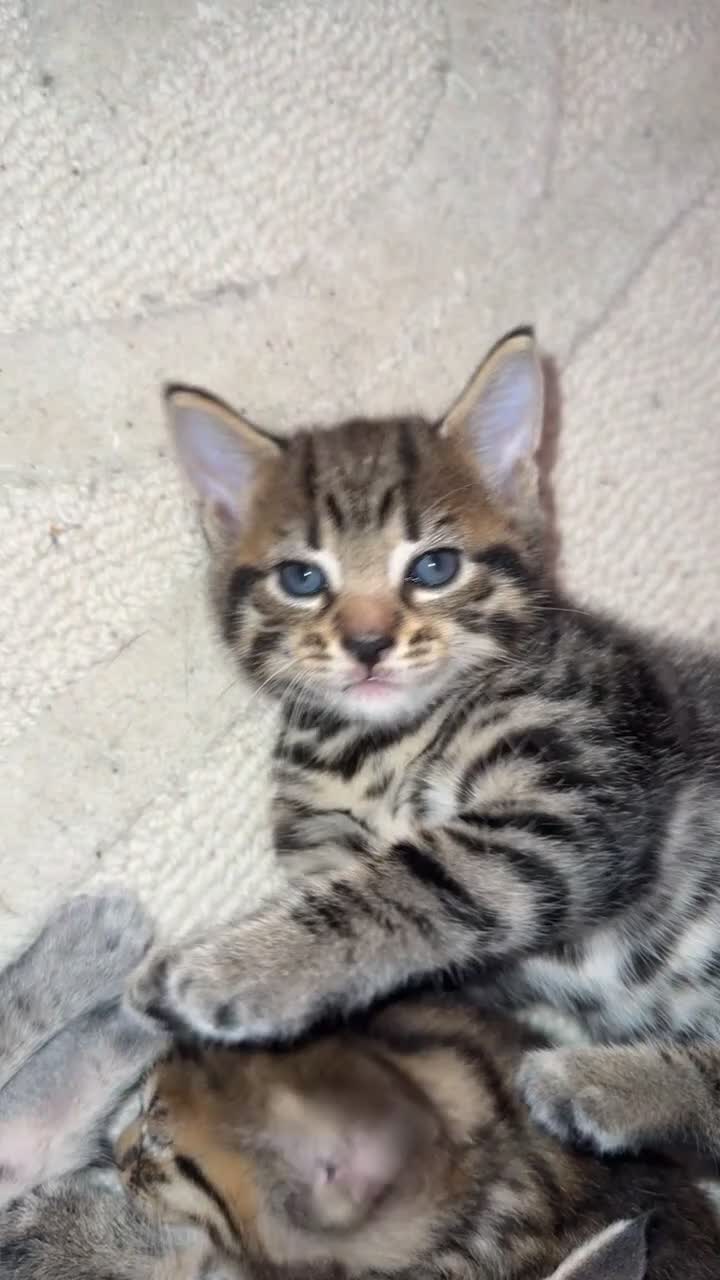 Mixed Breed cats for sale: Stunning male kitten  - Video 5