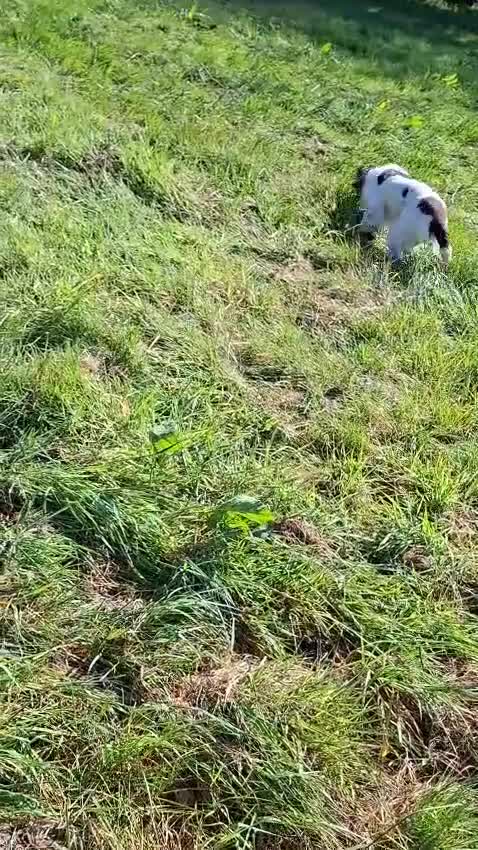 English Springer Spaniel dogs for sale:  KC registered English springer spaniel puppies - Video 1