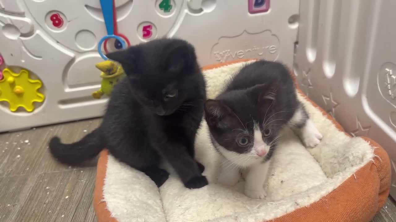 Domestic Shorthair cats for sale: Stunning kittens availble in High Wycombe - Video 2
