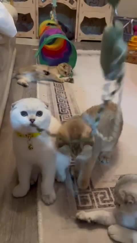Scottish Fold cats for sale: Scottish Fold Kittens with TICA Registration - Video 3