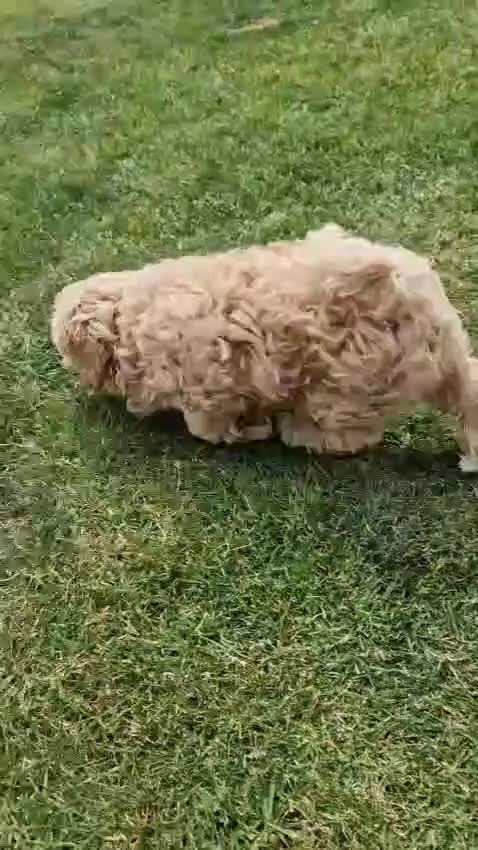 Maltipoo dogs for sale: Absolutely gorgeous maltipoo puppies  - Video 2