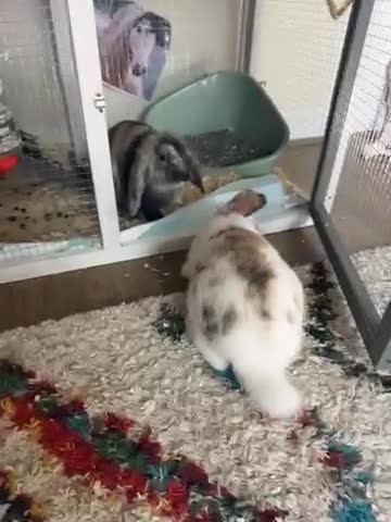 Mixed Breed rabbits for sale: Two beautiful brothers plus equipment  - Video 1
