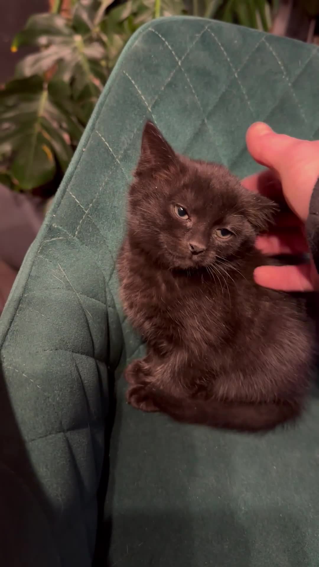 Mixed Breed cats for sale: Extremely friendly female kitten - Video 2