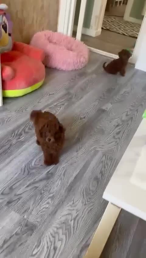 Poodle dogs for sale: Stunning Asian poodle for sale 🤩 - Video 2