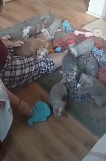 Old Tyme Bulldog dogs for sale: Old Tyme Bulldog Puppies - Video 1