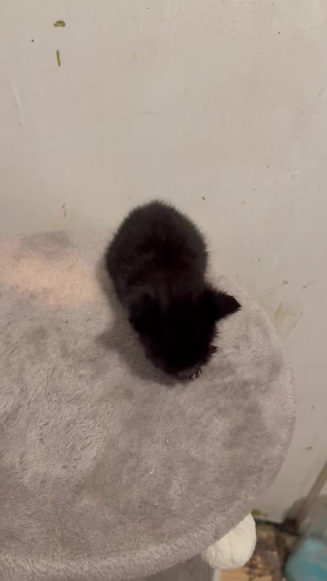 Bombay cats for sale: 2 male kittens for sale  - Video 1