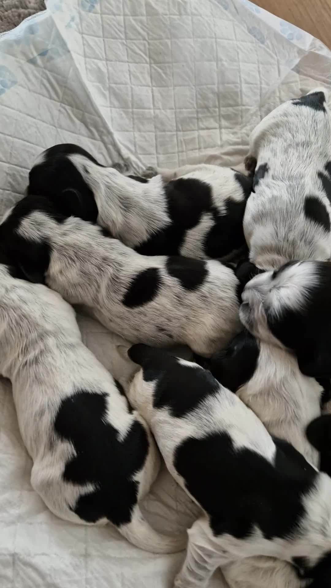Cocker Spaniel dogs for sale: KC registered Show Type Cocker Spaniels - Video 1