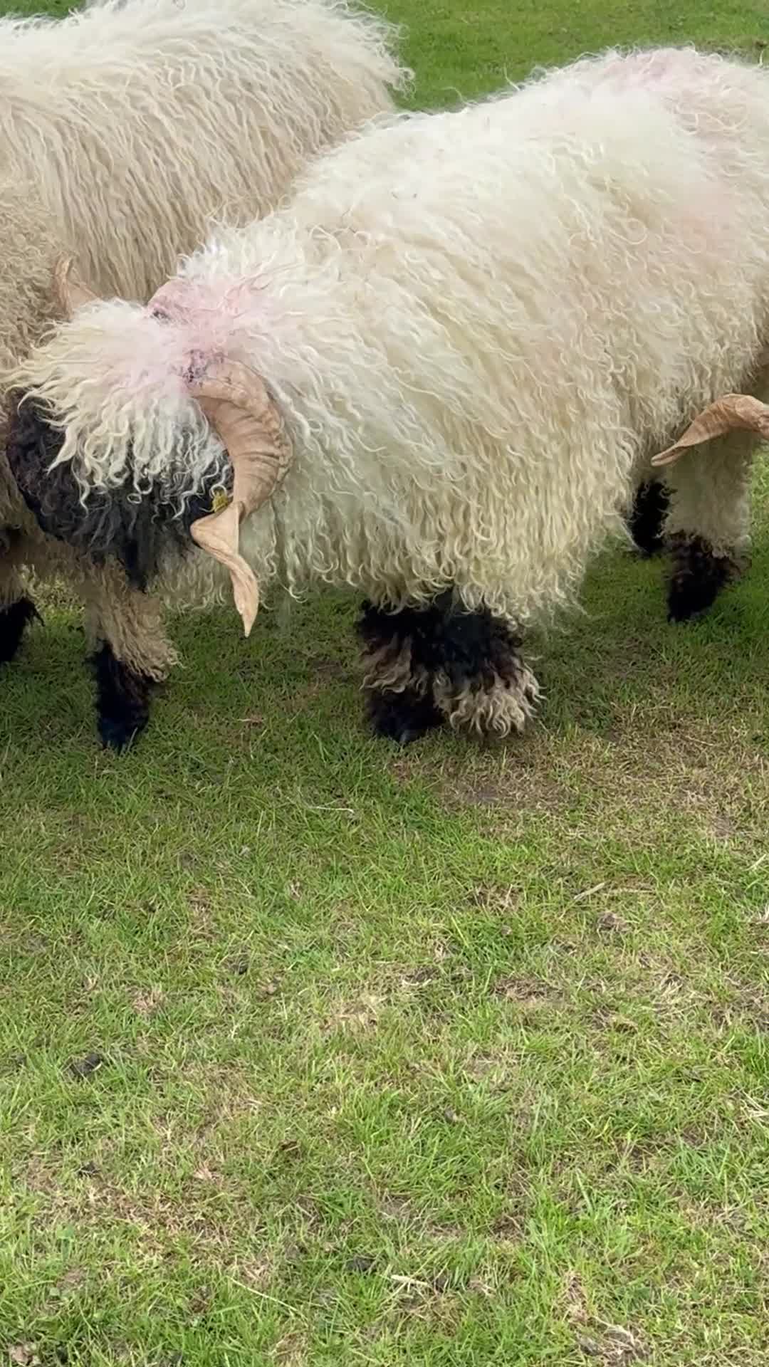 Sheep livestock for sale: Beautiful perfectly marked Valais Blacknose ram in Crewe - Video 4