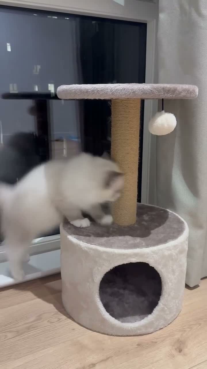 Ragdoll cats for sale: Ragdoll kitten  - Video 1